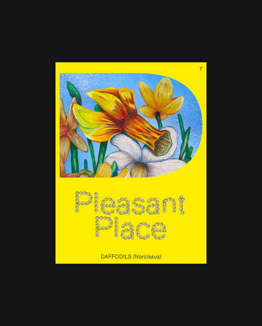 Issue 7: Daffodils (Narcissus)